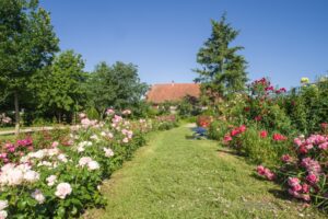 Roseraie du Jardin du Tilleul