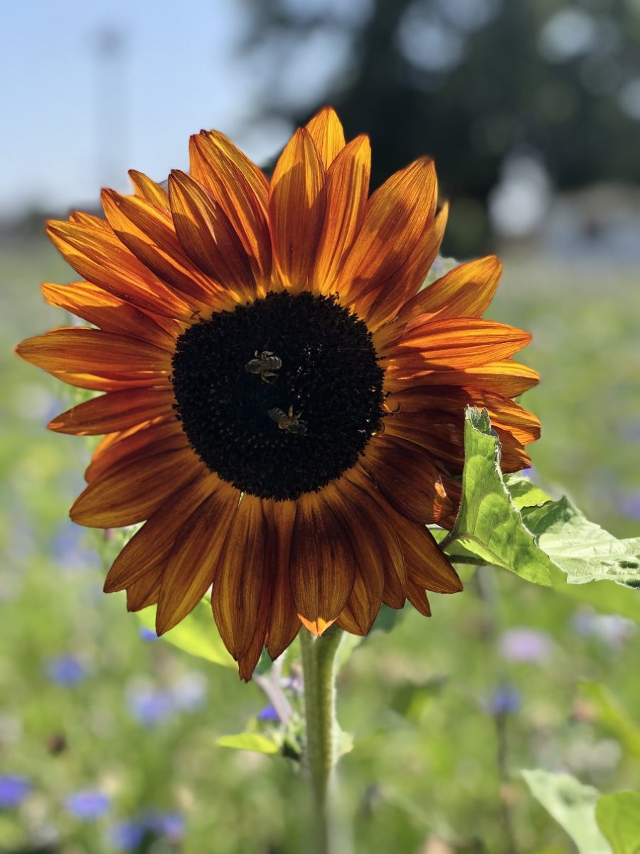 tournesol et abeille