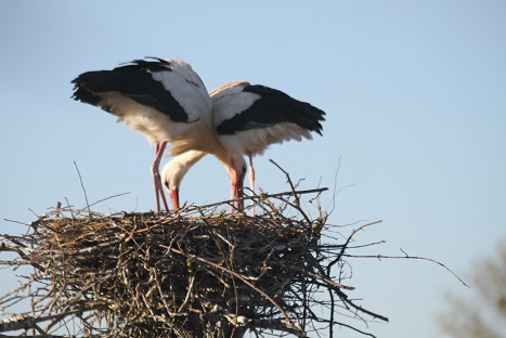 cigognes dans leur nid