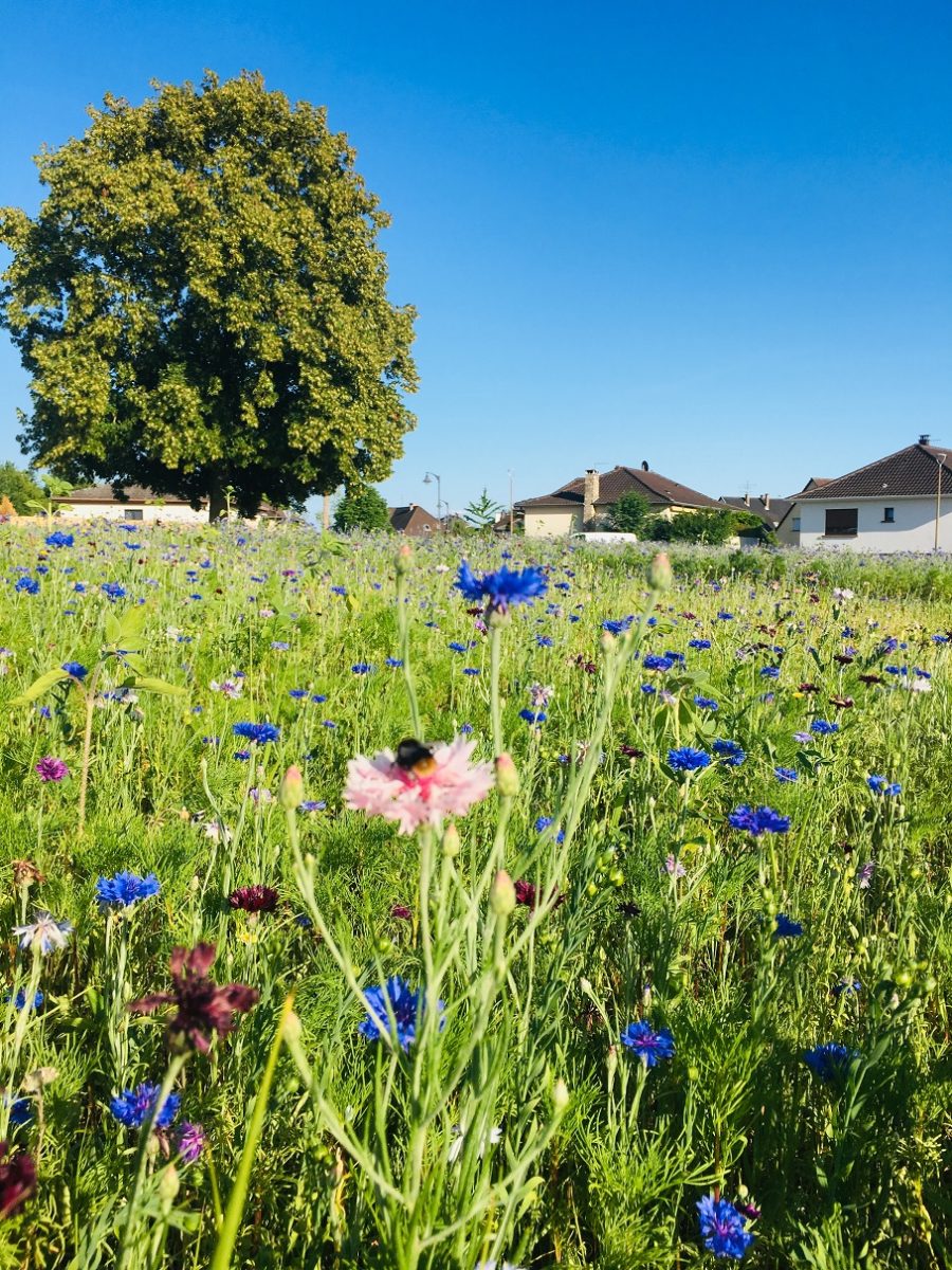 prairie fleurie du tilleul