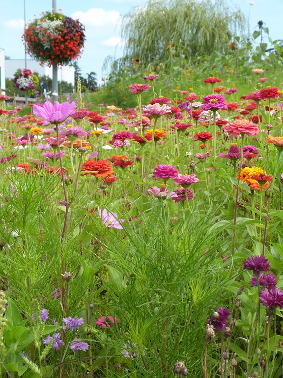 prairie fleurie