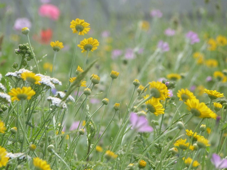 prairie fleurie bucolique