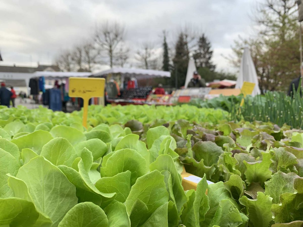 Salade verte dans un champ de salades