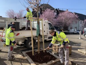 Les agents des Espaces Verts en train de planter un arbre
